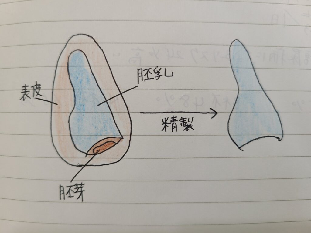 小麦粉と全粒粉の構造の違い